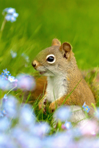 Squirrel in Taiga wallpaper 320x480