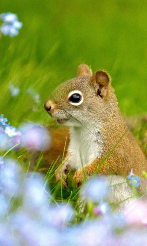 Sfondi Squirrel in Taiga 480x800