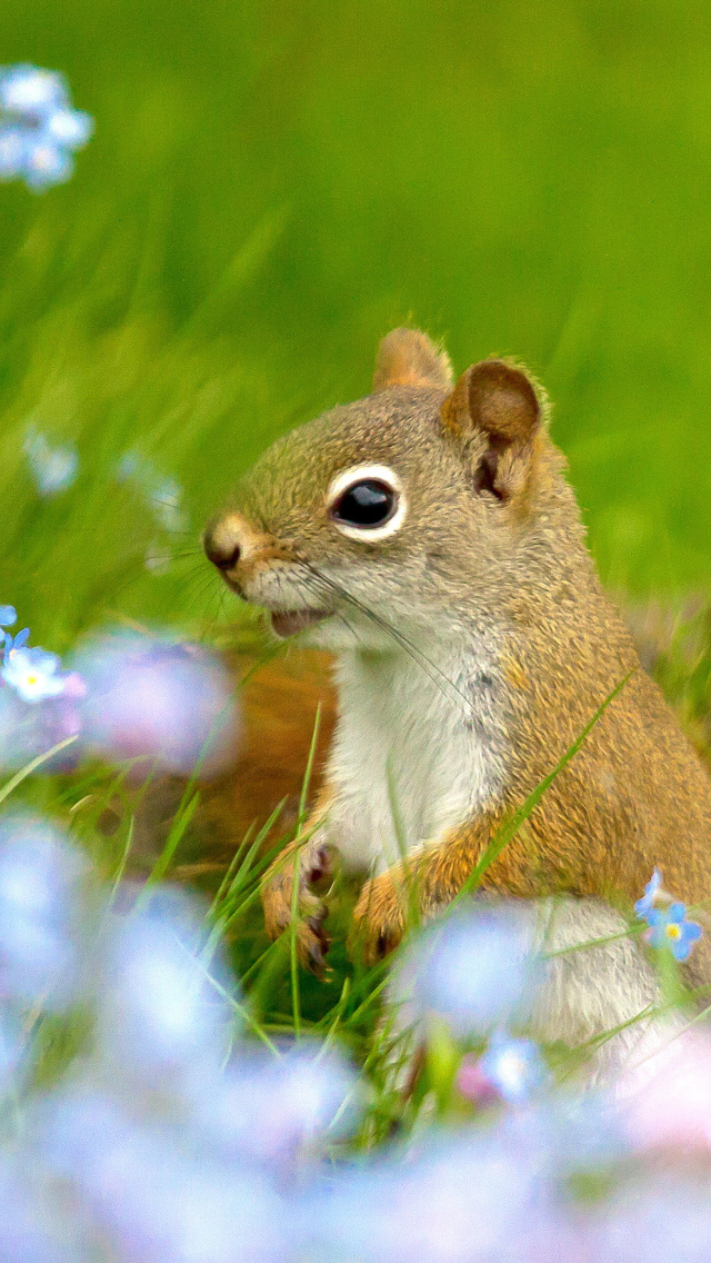 Squirrel in Taiga wallpaper 640x1136