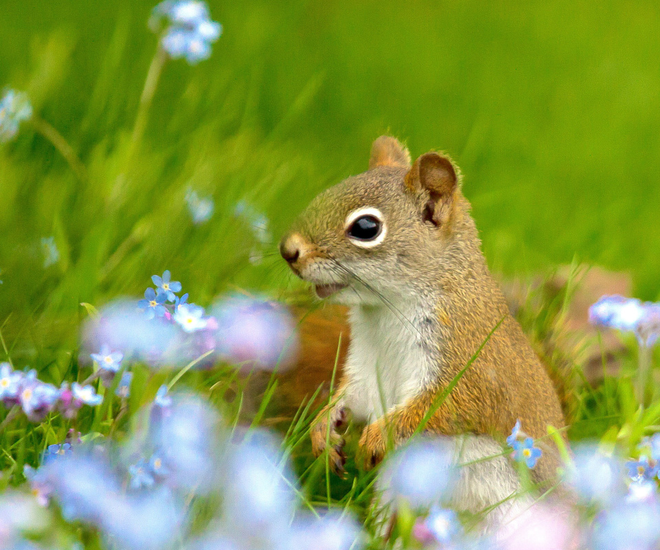 Обои Squirrel in Taiga 960x800