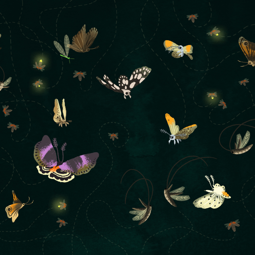 Butterflies wallpaper 1024x1024