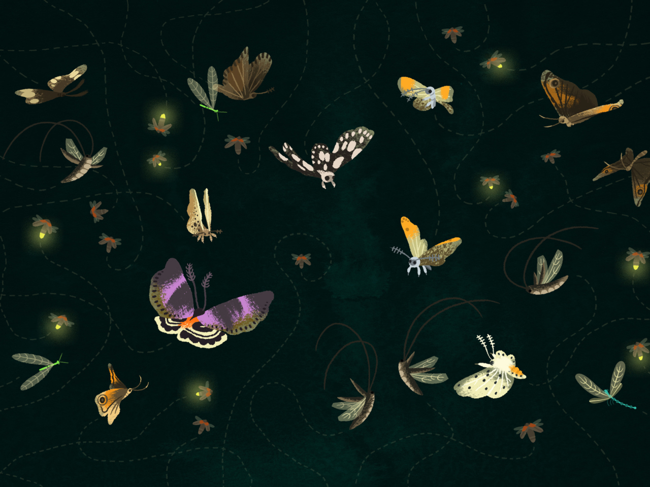 Butterflies wallpaper 1280x960