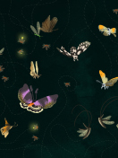 Fondo de pantalla Butterflies 132x176