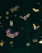 Butterflies wallpaper 176x220