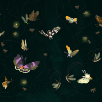 Butterflies wallpaper 208x208