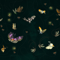 Fondo de pantalla Butterflies 208x208