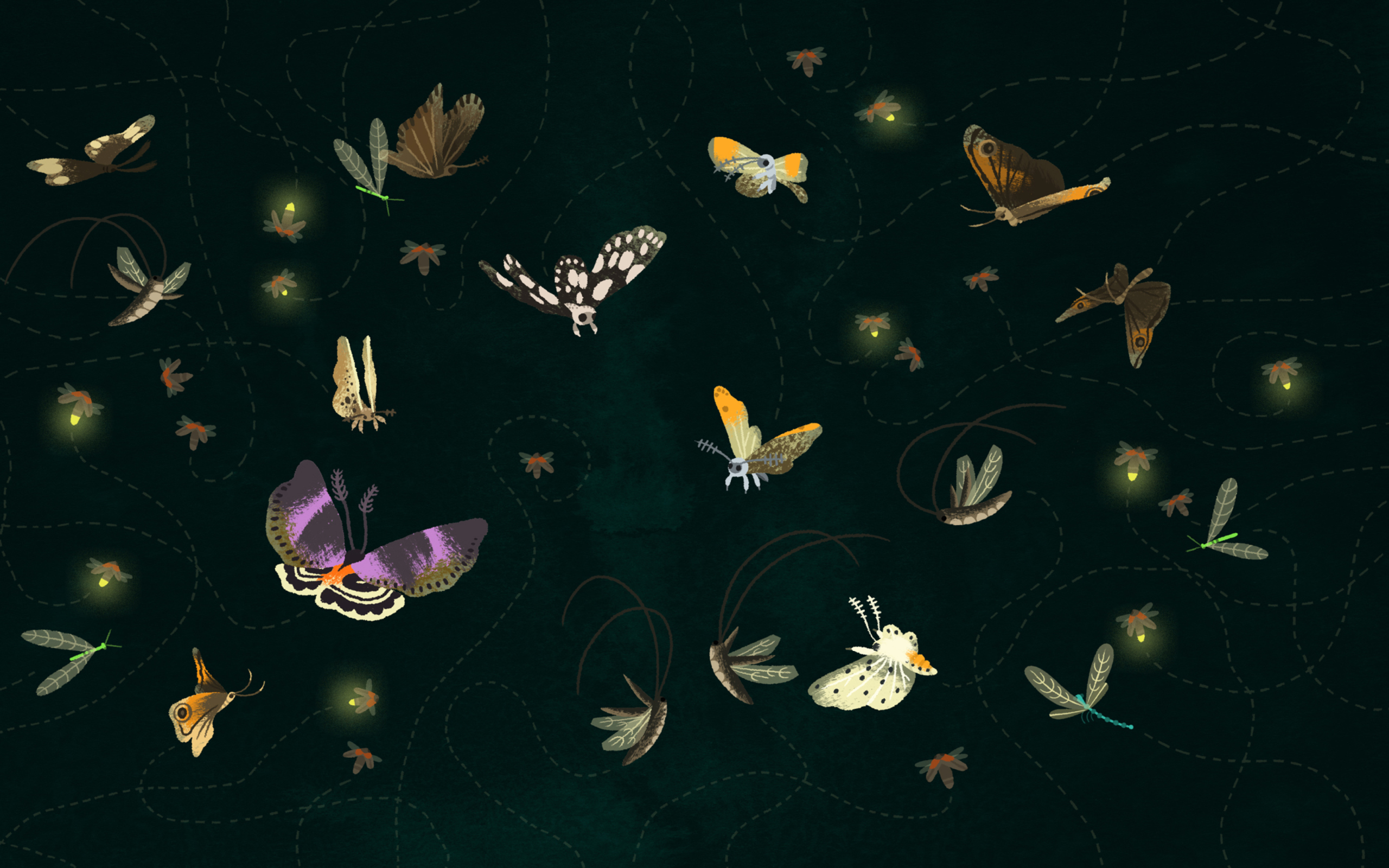 Butterflies wallpaper 2560x1600
