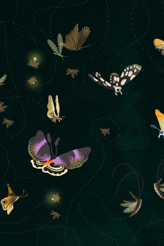 Fondo de pantalla Butterflies 320x480
