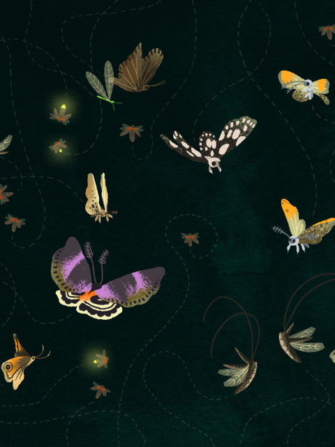 Fondo de pantalla Butterflies 480x640