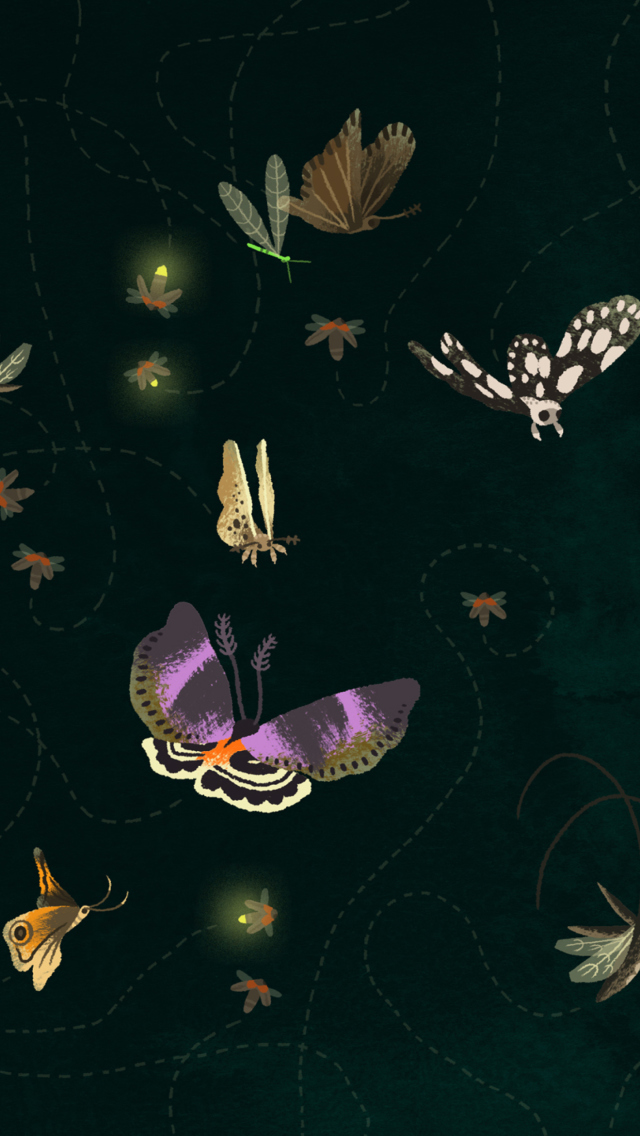 Butterflies wallpaper 640x1136