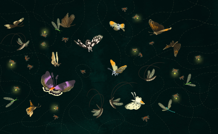 Butterflies wallpaper