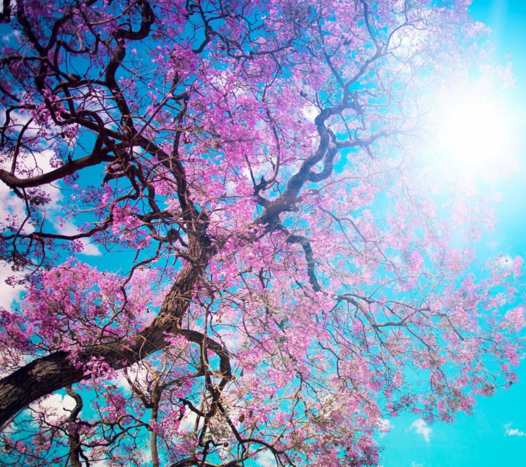 Das Blooming Spring Wallpaper 1080x960