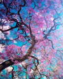 Das Blooming Spring Wallpaper 128x160