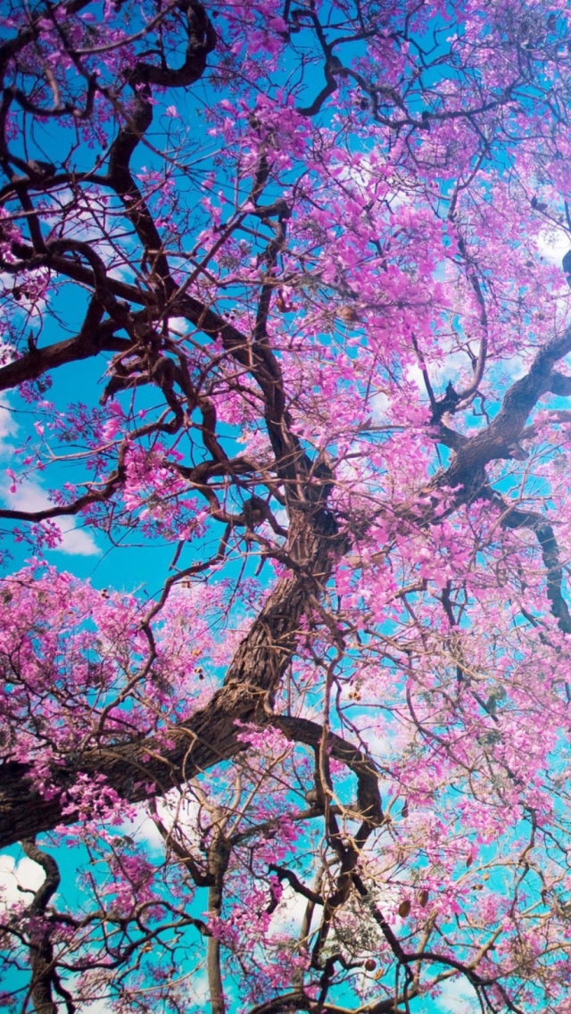 Das Blooming Spring Wallpaper 640x1136