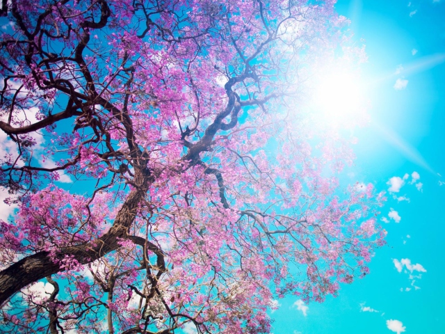 Sfondi Blooming Spring 640x480
