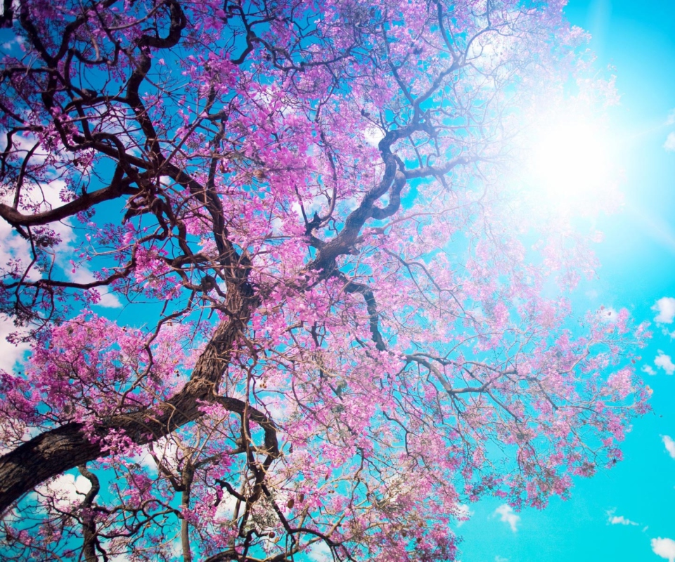 Fondo de pantalla Blooming Spring 960x800