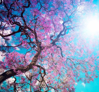 Kostenloses Blooming Spring Wallpaper für iPad 2