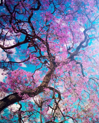 Blooming Spring - Obrázkek zdarma pro 640x1136