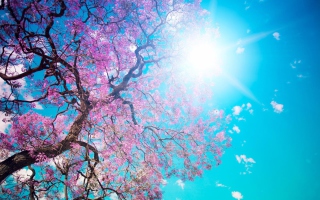 Blooming Spring sfondi gratuiti per Sony Xperia C3