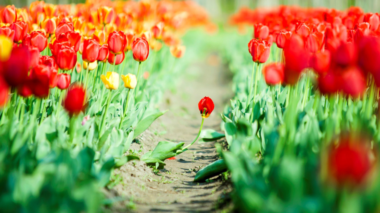 Bulbous Red Tulips screenshot #1 1280x720