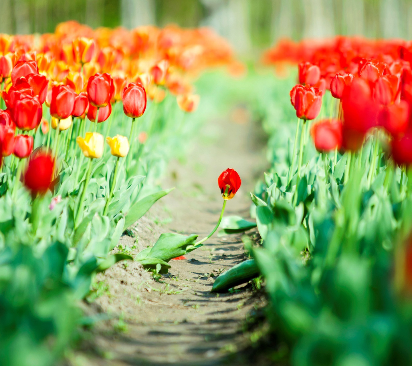 Fondo de pantalla Bulbous Red Tulips 1440x1280