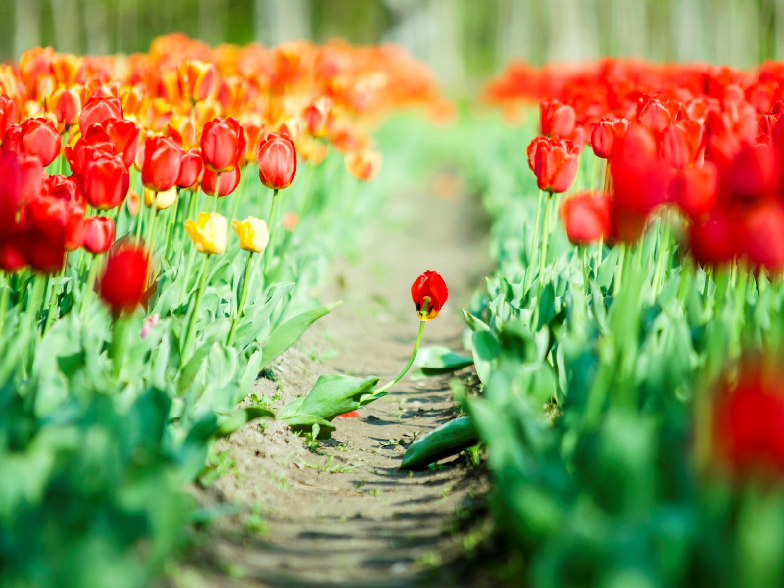 Sfondi Bulbous Red Tulips 1600x1200