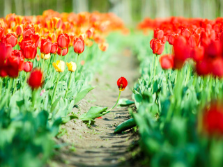 Bulbous Red Tulips wallpaper 320x240