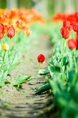 Bulbous Red Tulips wallpaper 320x480
