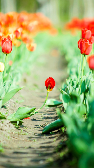 Bulbous Red Tulips wallpaper 360x640