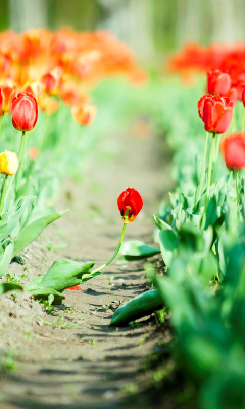 Обои Bulbous Red Tulips 480x800