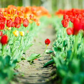 Bulbous Red Tulips Picture for iPad Air