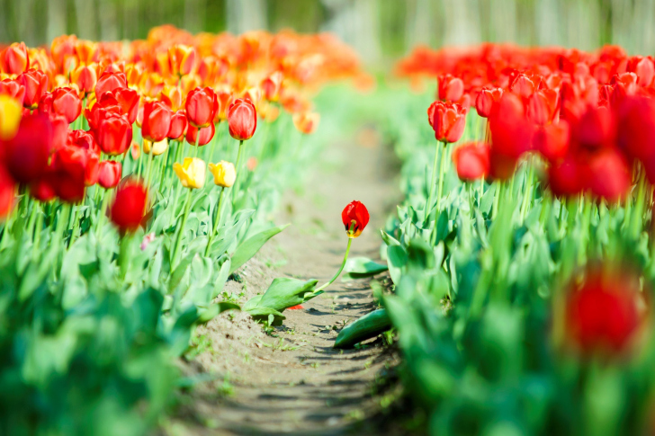 Bulbous Red Tulips wallpaper