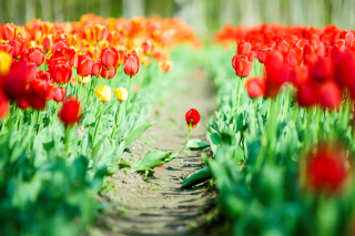 Bulbous Red Tulips - Fondos de pantalla gratis para Samsung Galaxy S6