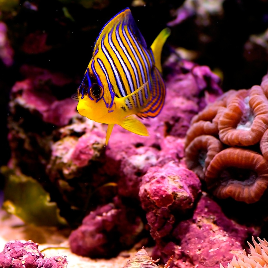 Screenshot №1 pro téma Reef Fish 1024x1024