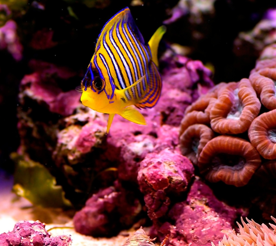 Обои Reef Fish 1080x960