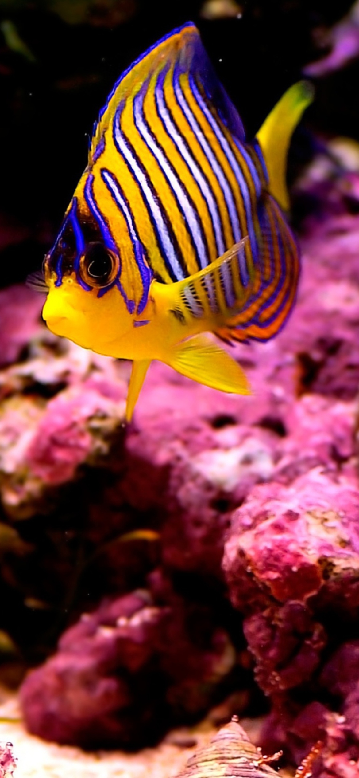 Fondo de pantalla Reef Fish 1170x2532