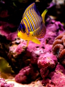 Sfondi Reef Fish 132x176