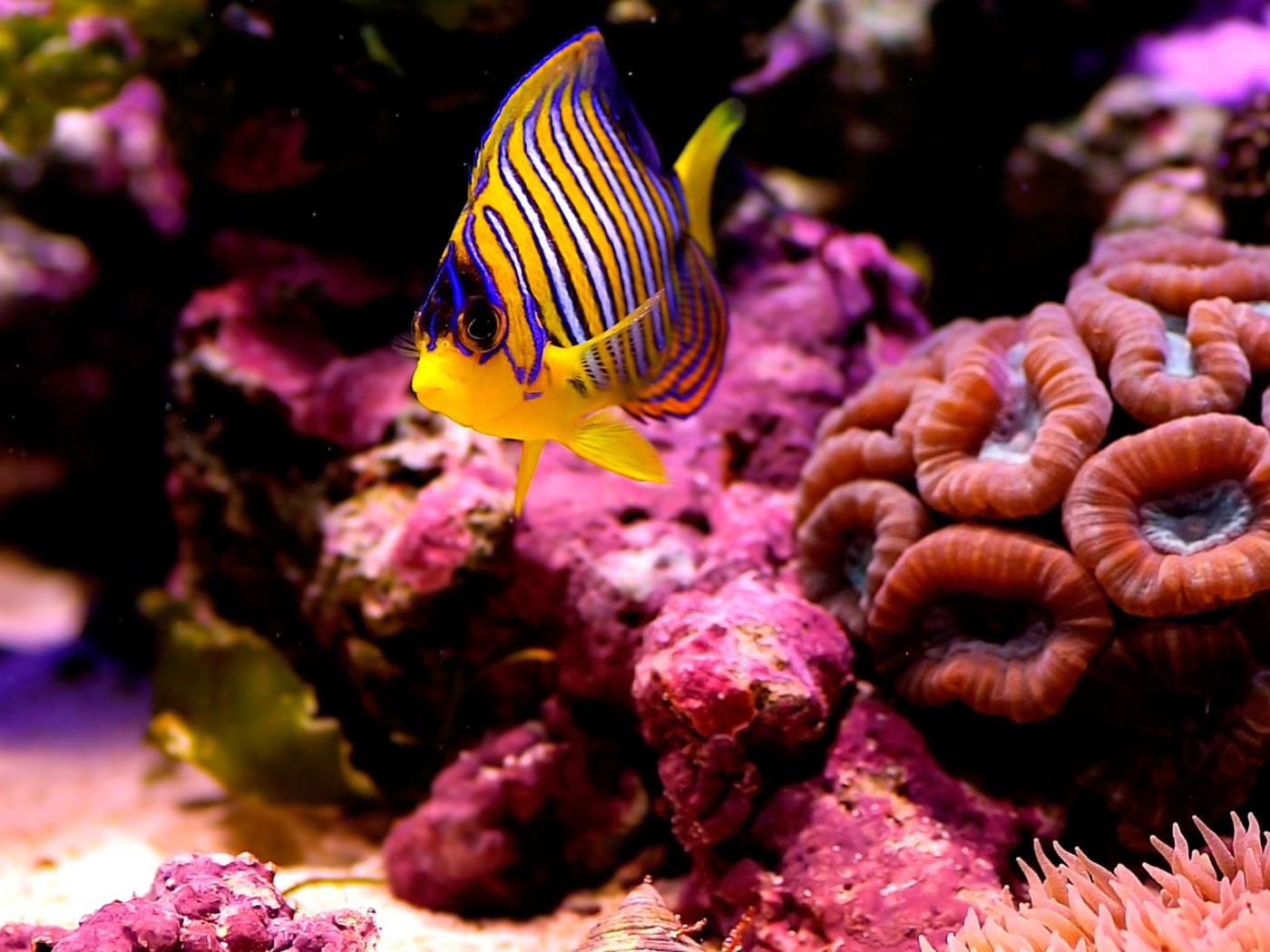 Screenshot №1 pro téma Reef Fish 1400x1050