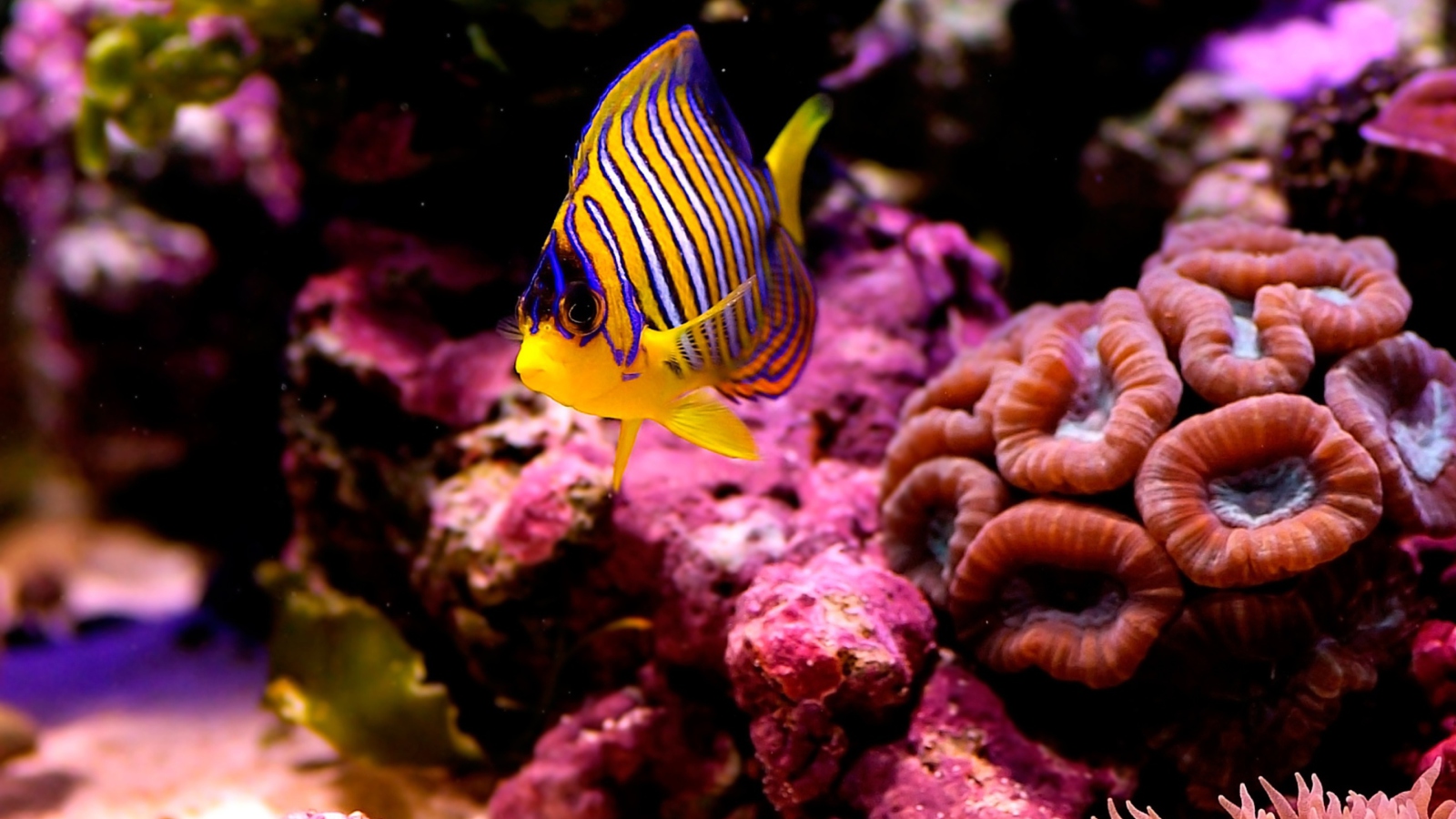 Обои Reef Fish 1600x900