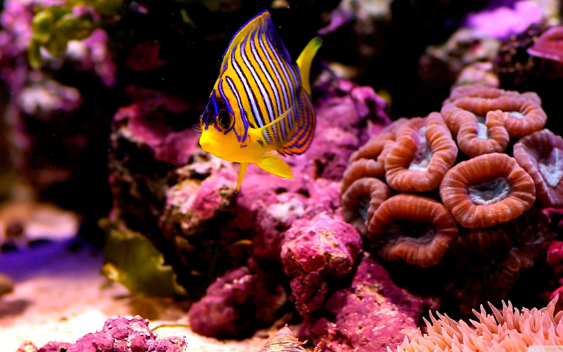 Reef Fish wallpaper 1920x1200