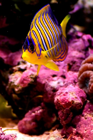 Sfondi Reef Fish 320x480