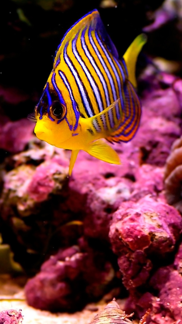 Sfondi Reef Fish 640x1136