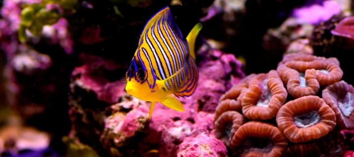 Fondo de pantalla Reef Fish 720x320