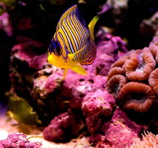 Reef Fish sfondi gratuiti per iPad mini