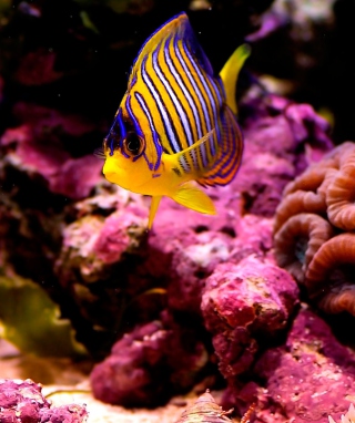 Reef Fish - Obrázkek zdarma pro 750x1334