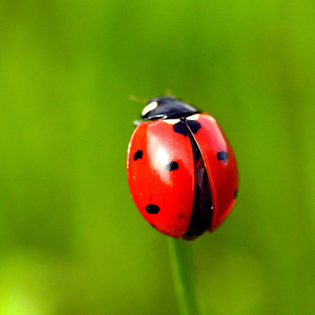 Red Lady Bug wallpaper 1024x1024
