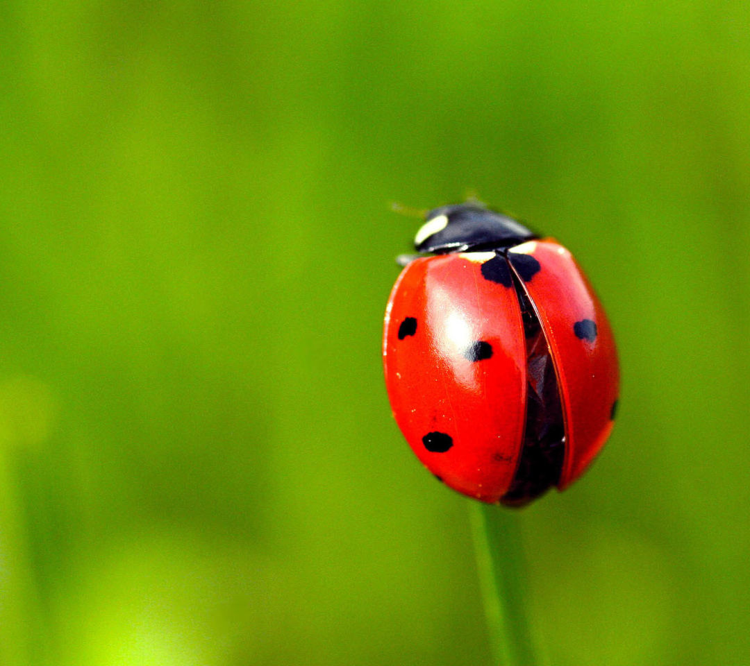 Red Lady Bug wallpaper 1080x960