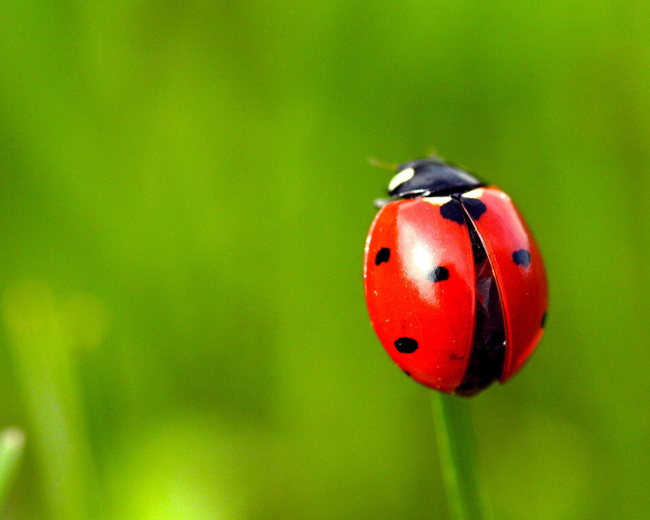 Red Lady Bug wallpaper 1280x1024
