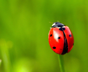 Red Lady Bug wallpaper 176x144