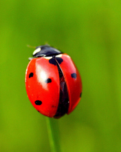 Red Lady Bug wallpaper 176x220